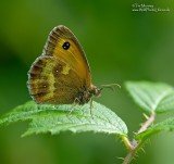 Gatekeeper 22_07_06